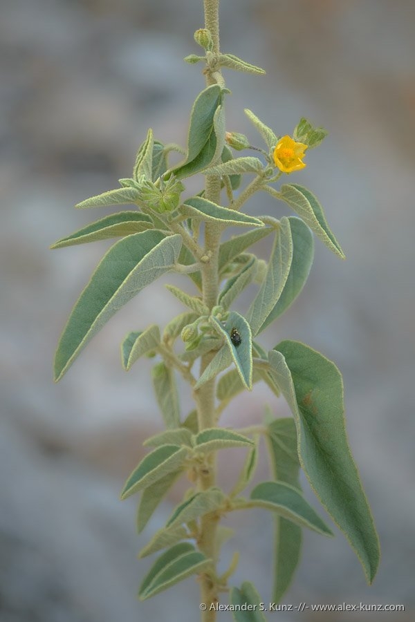 Horsfordia newberryi
