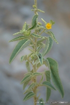 Horsfordia newberryi