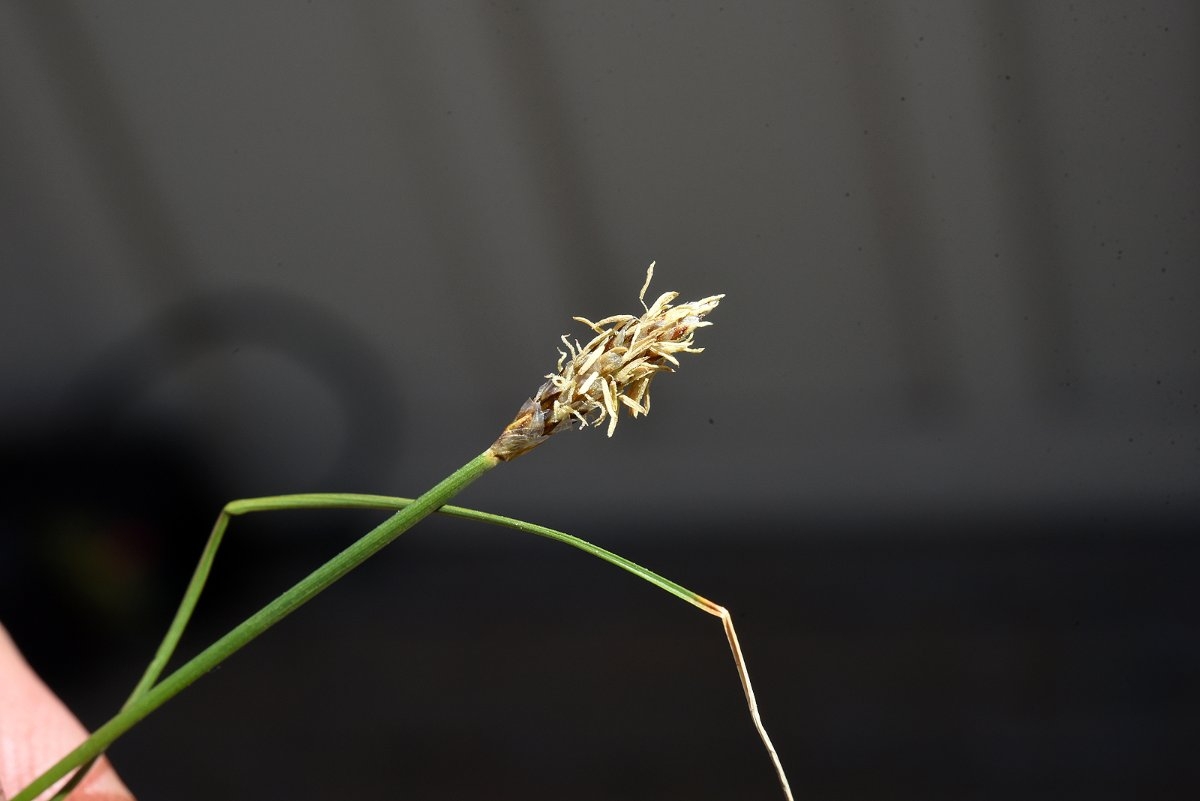 Carex filifolia