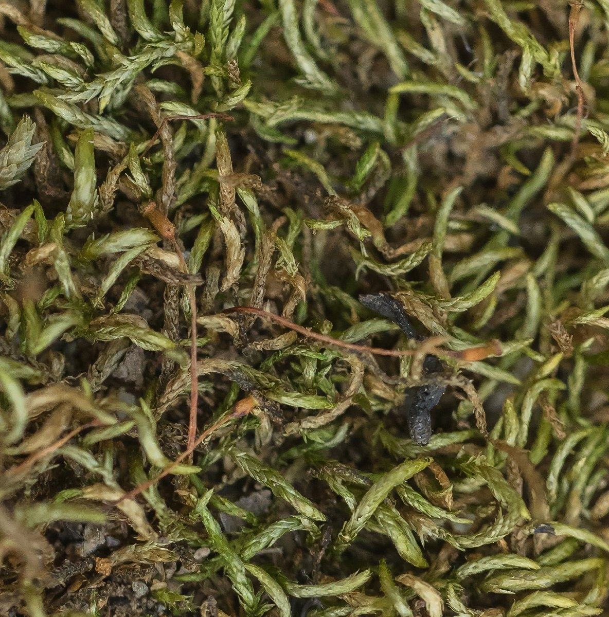 Scleropodium julaceum