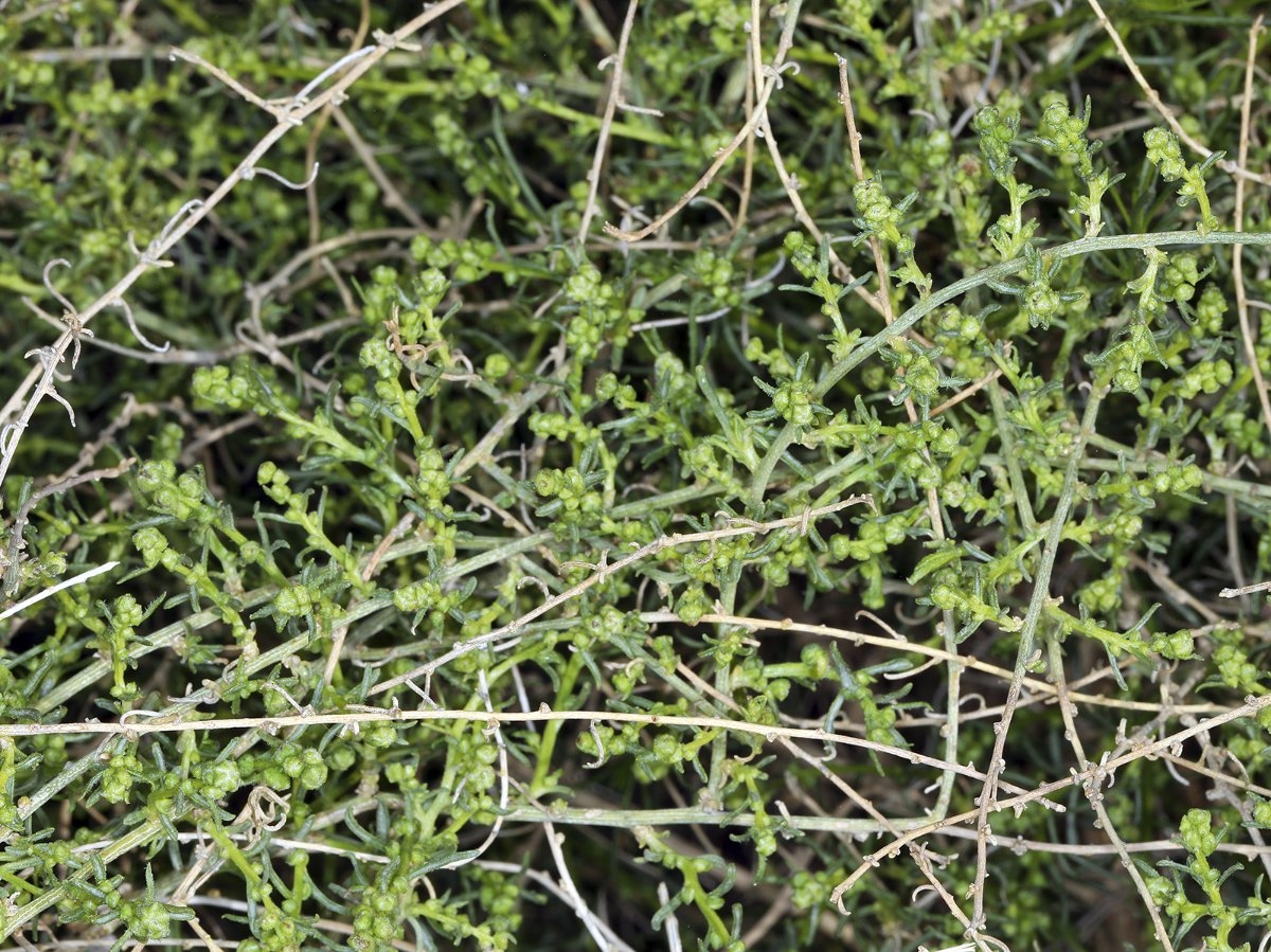 Ambrosia salsola
