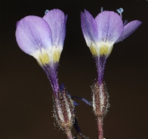 Gilia brecciarum ssp. brecciarum
