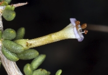 Lycium andersonii var. andersonii