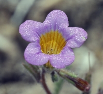 Phacelia bicolor var. bicolor