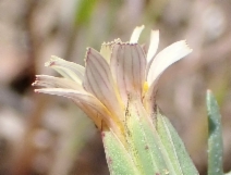 Microseris douglasii ssp. douglasii
