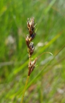 Carex tumulicola