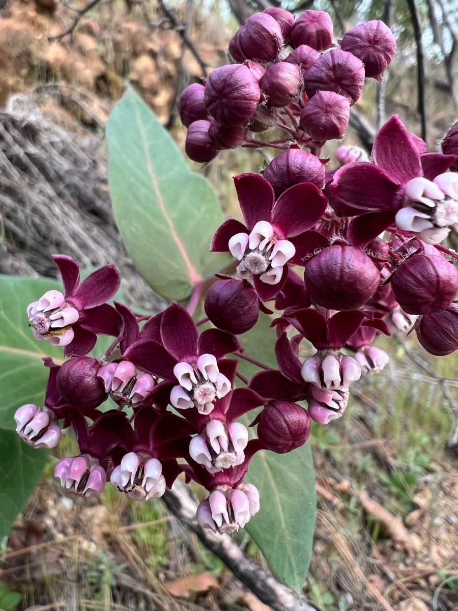 Asclepias cordifolia