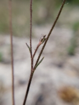 Gilia tenuiflora ssp. docmilleri