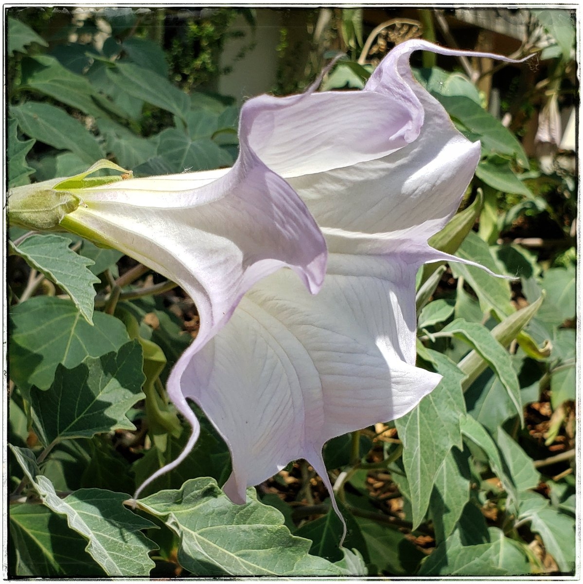 Datura wrightii