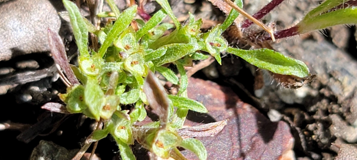 Hesperevax sparsiflora var. sparsiflora