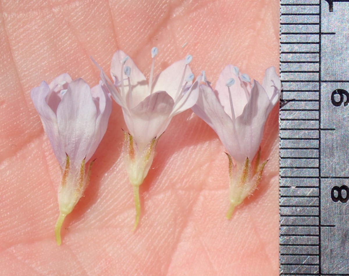 Gilia capitata ssp. abrotanifolia