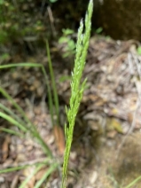 Agrostis exarata var. monolepis
