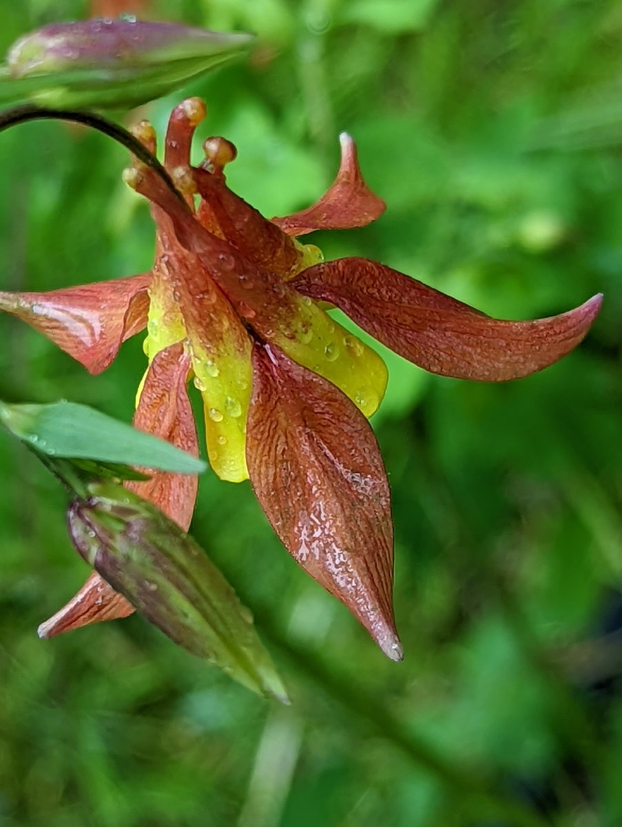 Aquilegia formosa