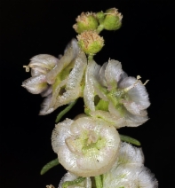 Hymenoclea salsola