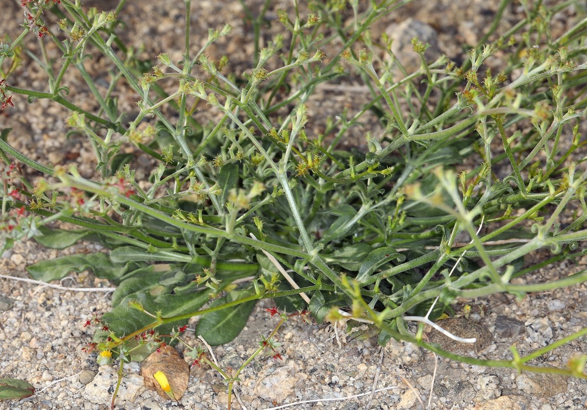 Chorizanthe brevicornu var. spathulata