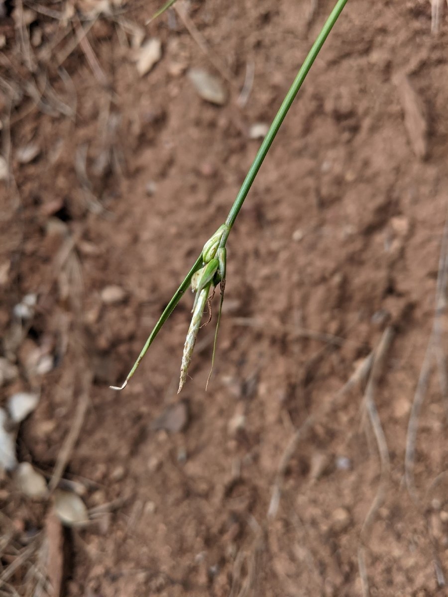 Carex multicaulis