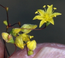 Eriogonum trichopes var. trichopes