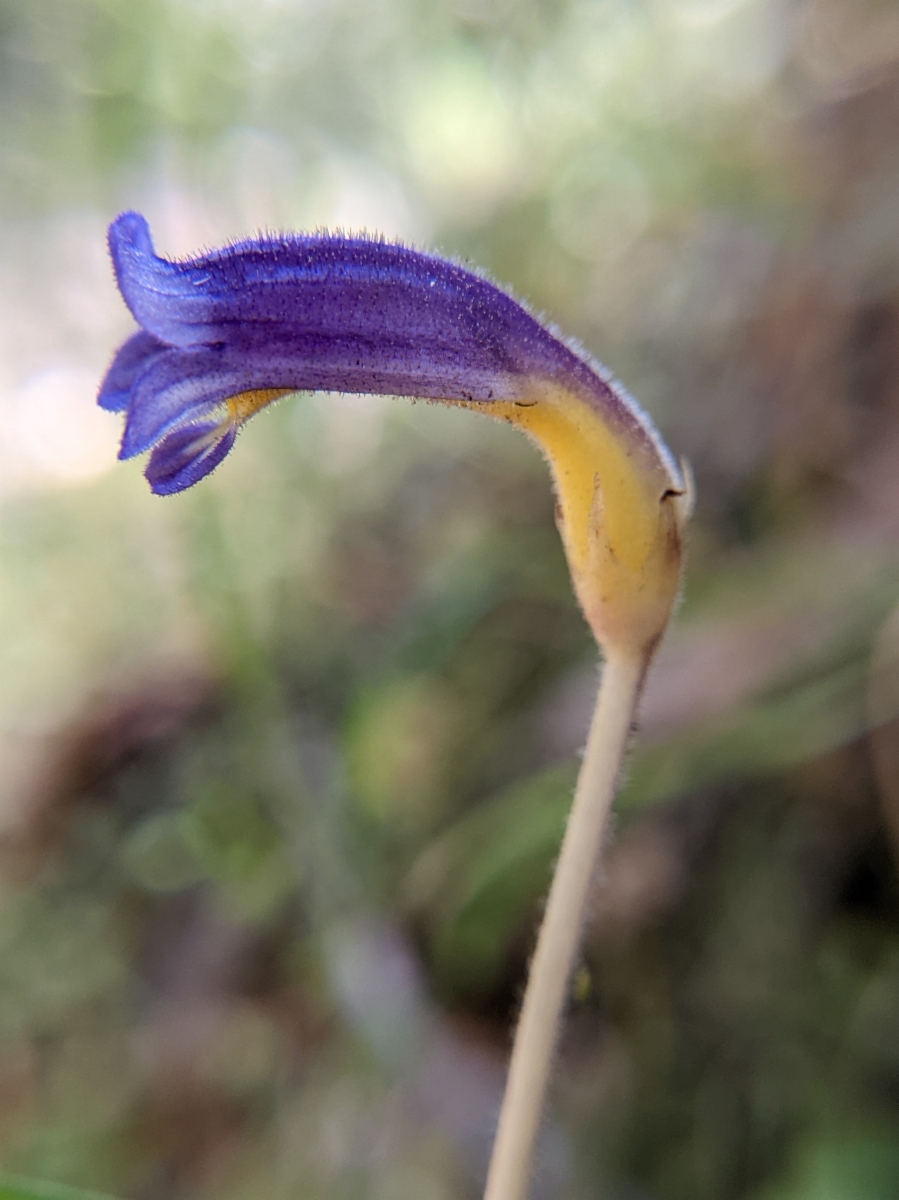 Aphyllon purpureum