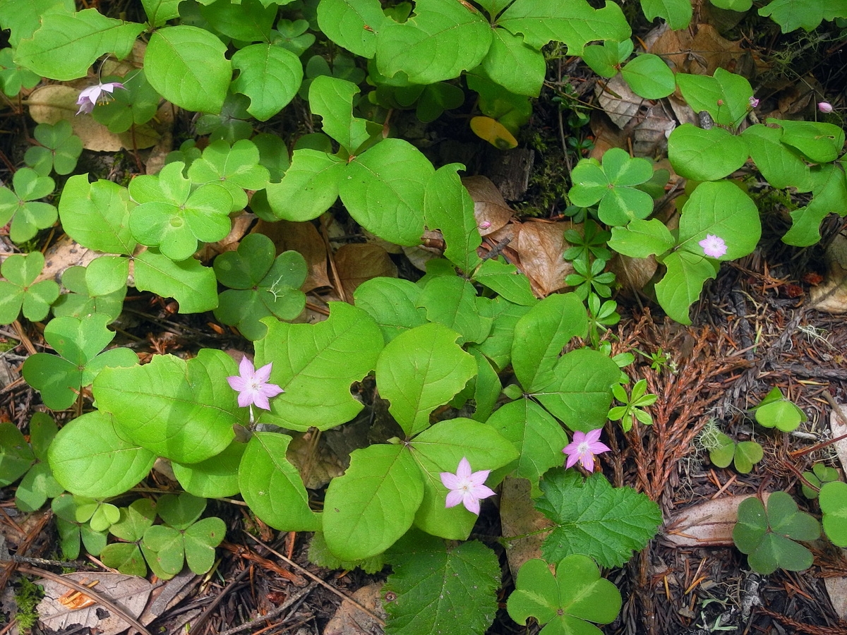 Lysimachia latifolia