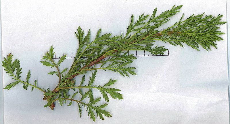 Artemisia biennis