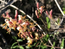 Lonicera subspicata var. subspicata