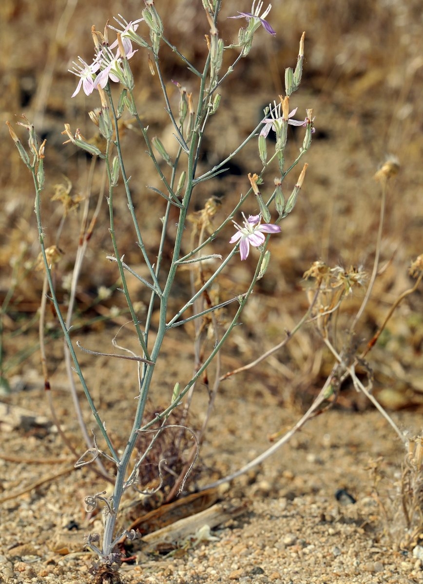 Stephanomeria exigua ssp. exigua