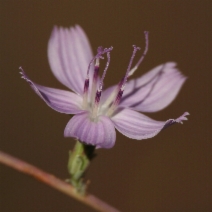 Stephanomeria virgata ssp. virgata