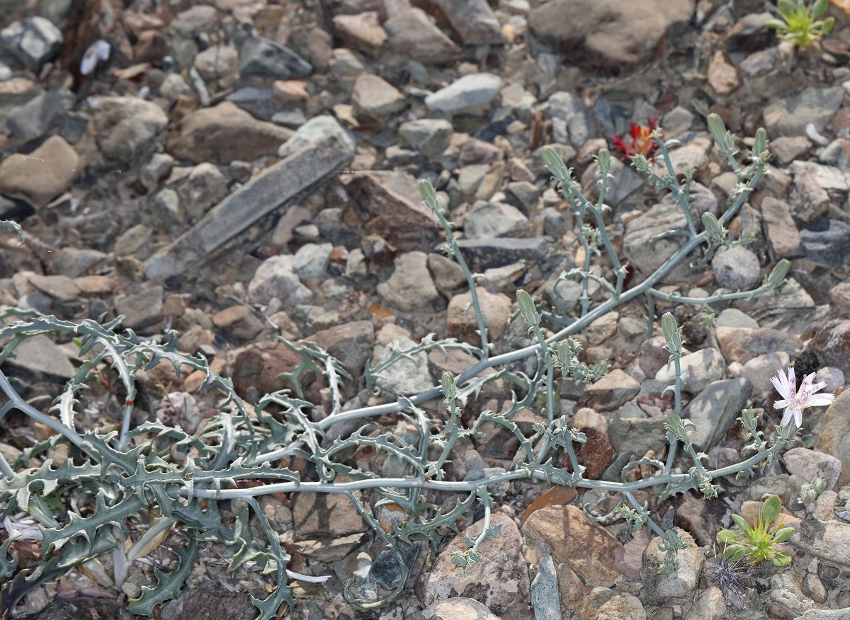 Stephanomeria parryi