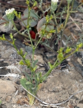 Chorizanthe brevicornu ssp. brevicornu