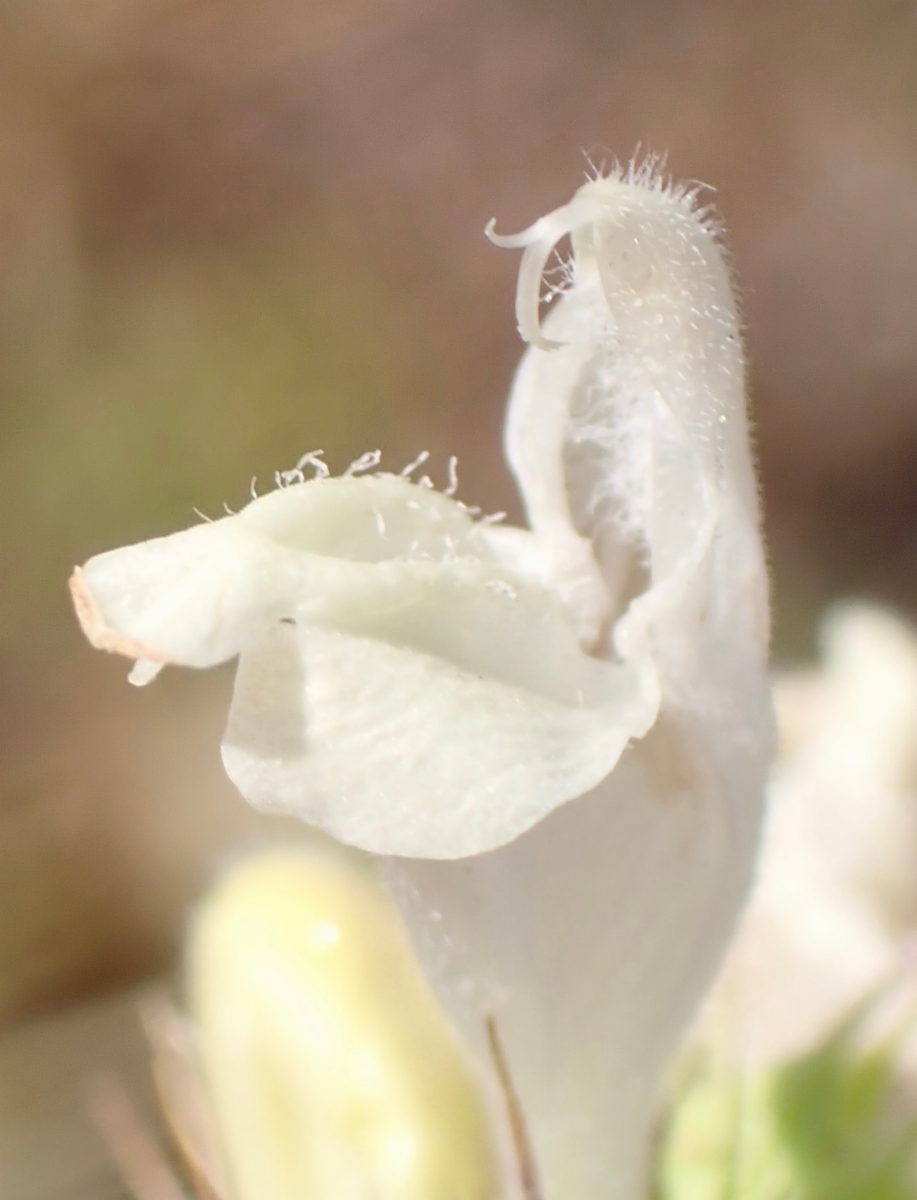Acanthomintha obovata ssp. obovata