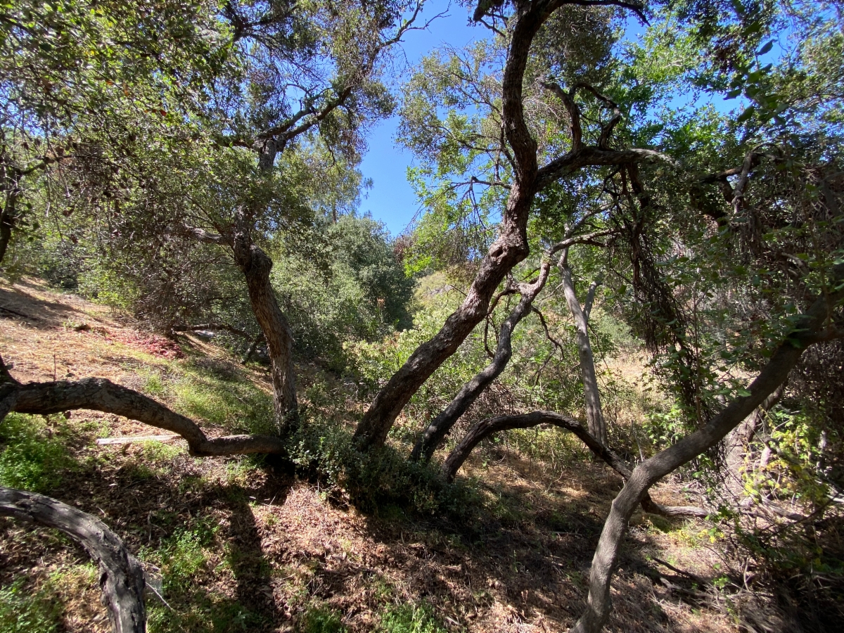Quercus Xewanii