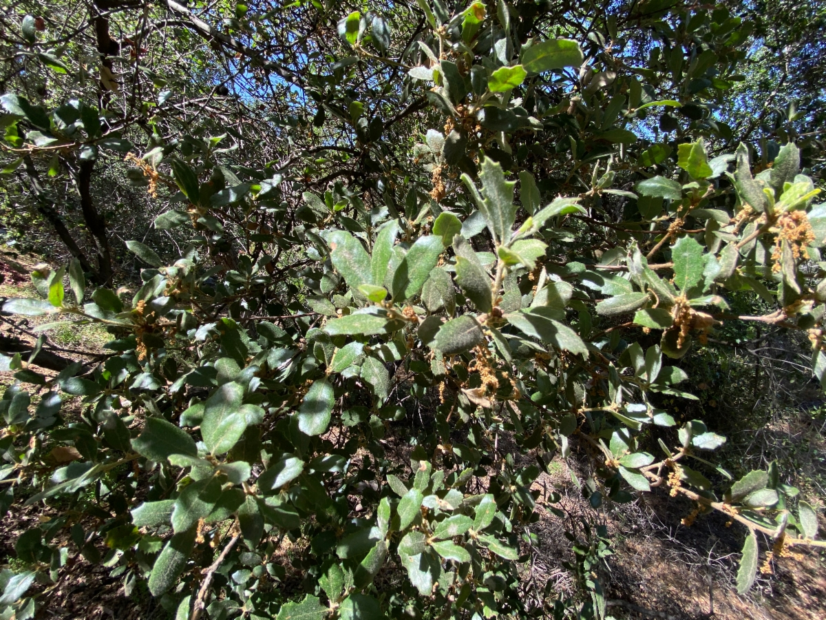 Quercus Xewanii
