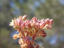 Polycarpon tetraphyllum var. tetraphyllum