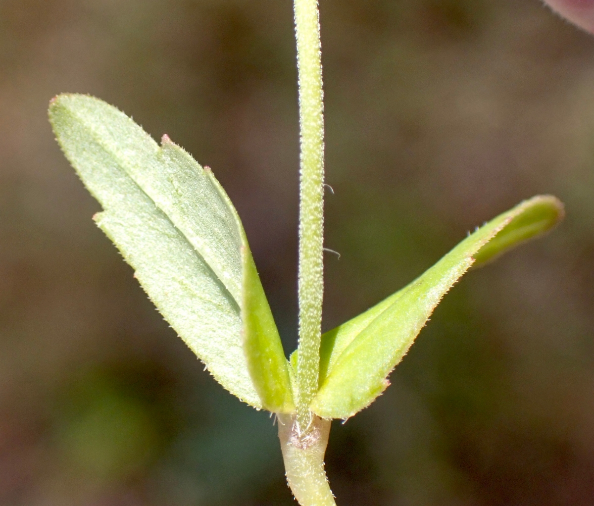 Collinsia bartsiifolia var. davidsonii