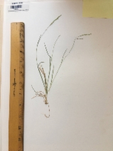 Agrostis exarata var. monolepis