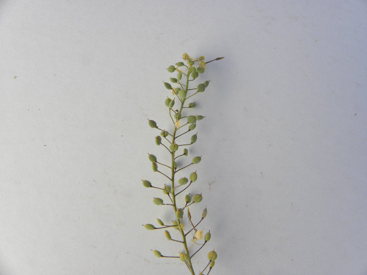 Lepidium jaredii ssp. jaredii