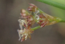 Juncus articulatus ssp. articulatus