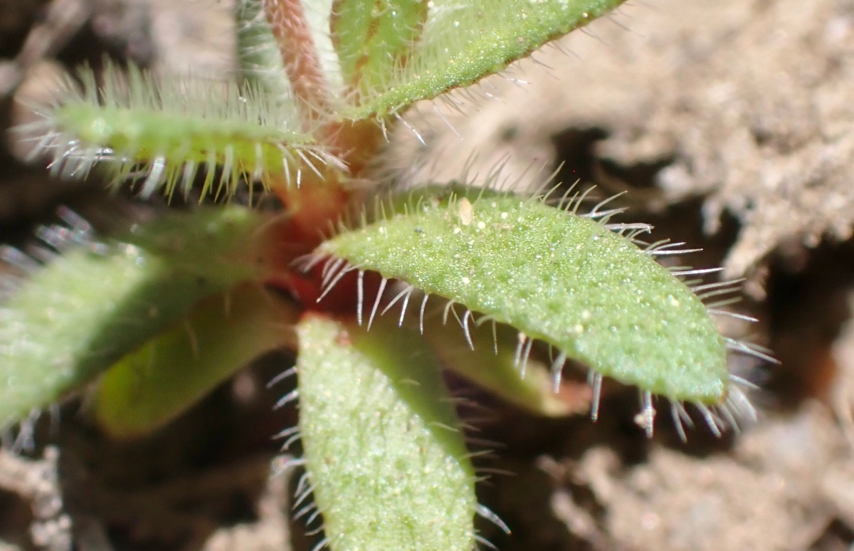 Plagiobothrys torreyi