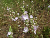 Sidalcea hickmanii ssp. napensis