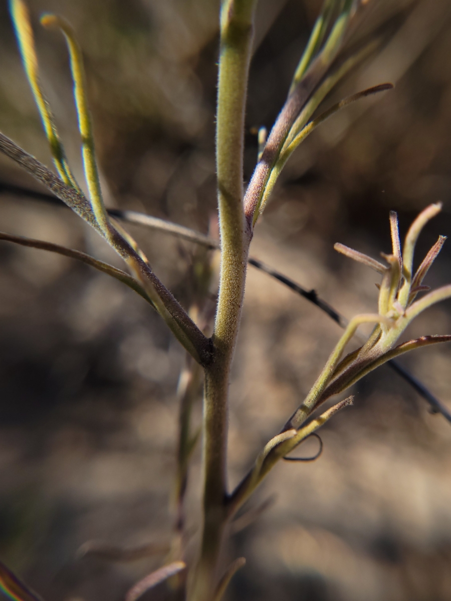 Cordylanthus rigidus ssp. littoralis