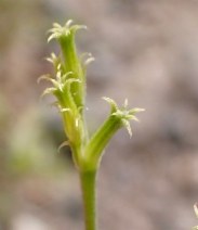 Chorizanthe brevicornu ssp. brevicornu
