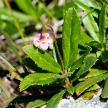 Chimaphila umbellata ssp. occidentalis