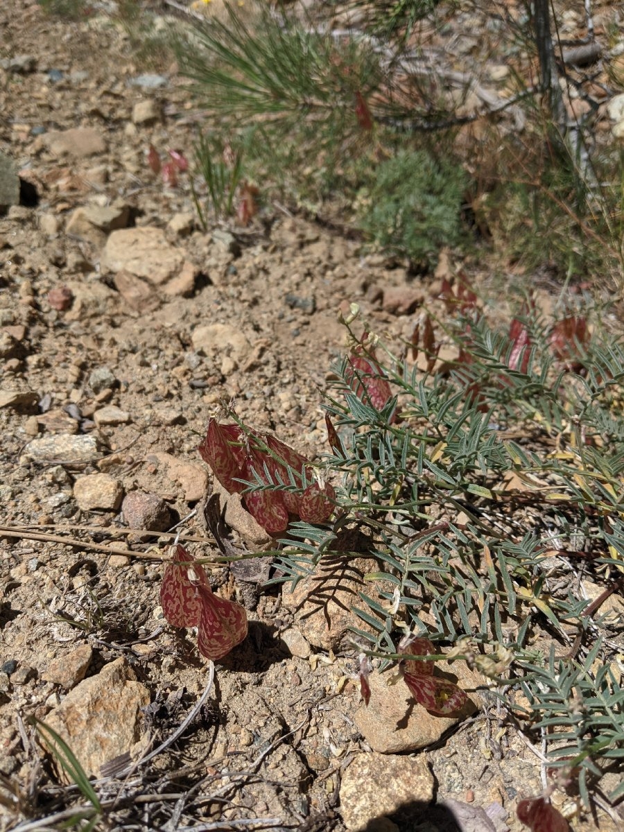 Astragalus whitneyi var. siskiyouensis