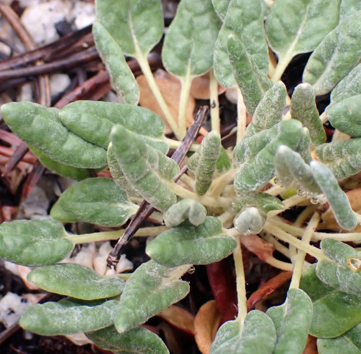Eriogonum polypodum