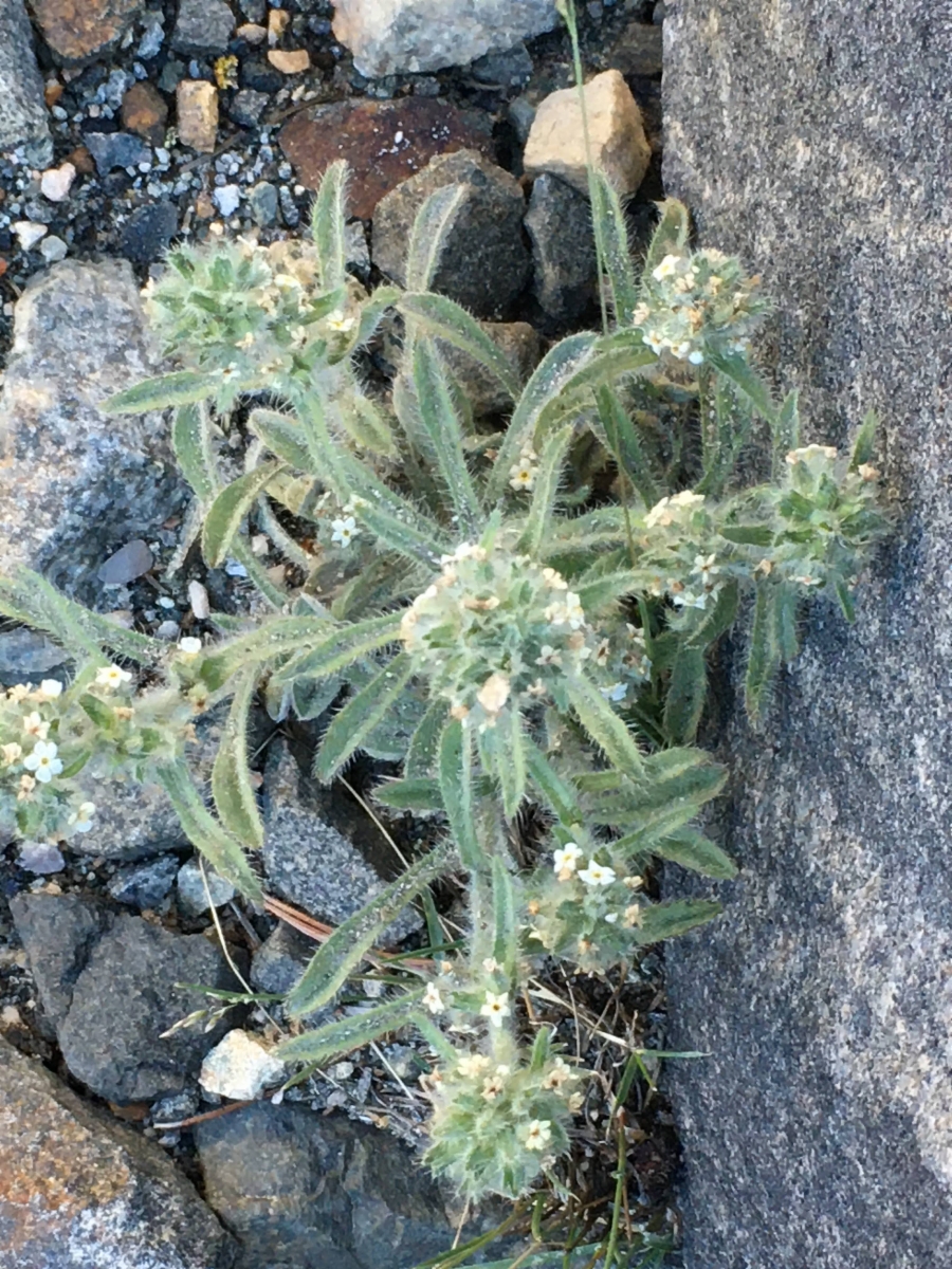 Oreocarya nubigena