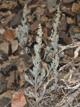 Chenopodium leptophyllum