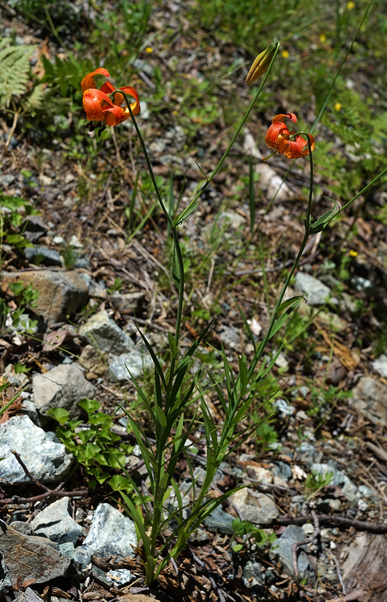 Lilium pardalinum ssp. vollmeri