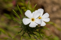 Linanthus androsaceus