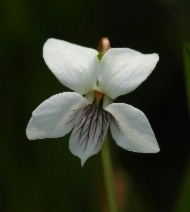 Viola macloskeyi var. macloskeyi