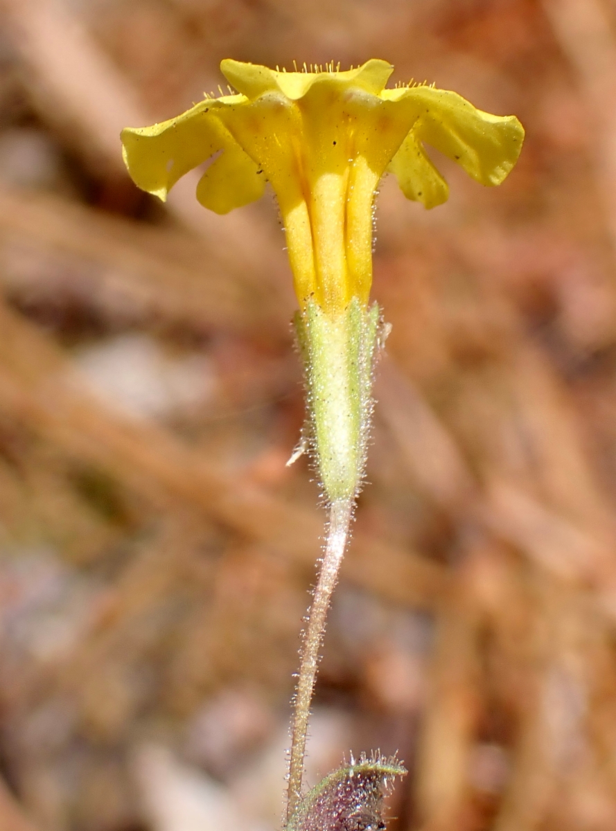 Erythranthe arenaria